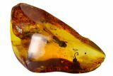 Two Detailed Fossil Flowers in Baltic Amber #150735-2
